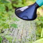 gooseberry, tree watering, shrub watering-2345496.jpg