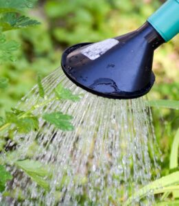 gooseberry, tree watering, shrub watering-2345496.jpg